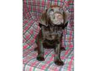 Labrador Retriever Puppy for sale in Princeton, WV, USA