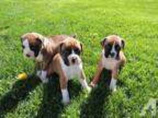 Boxer Puppy for sale in MARYSVILLE, WA, USA