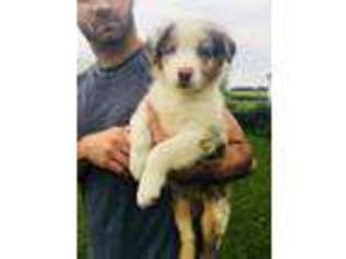 Australian Shepherd Puppy for sale in Union City, IN, USA