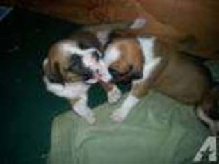 Boxer Puppy for sale in CITY OF INDUSTRY, CA, USA