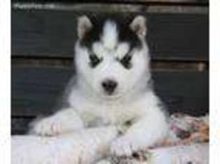 Siberian Husky Puppy for sale in Lake Lillian, MN, USA