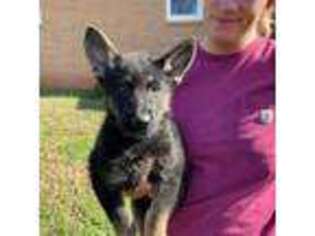 German Shepherd Dog Puppy for sale in Forest City, NC, USA