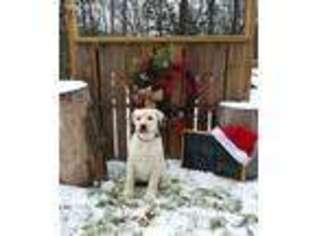 Labrador Retriever Puppy for sale in Uhrichsville, OH, USA