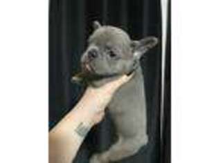 French Bulldog Puppy for sale in Auburn, NY, USA