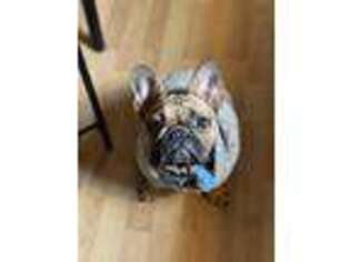 French Bulldog Puppy for sale in Scranton, PA, USA