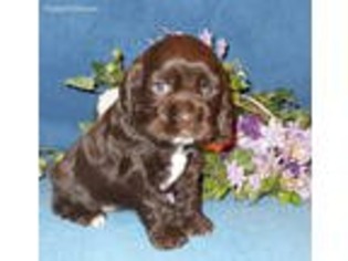 Cocker Spaniel Puppy for sale in Ulster, PA, USA