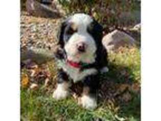 Bernese Mountain Dog Puppy for sale in Brashear, MO, USA