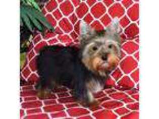 Yorkshire Terrier Puppy for sale in Dade City, FL, USA