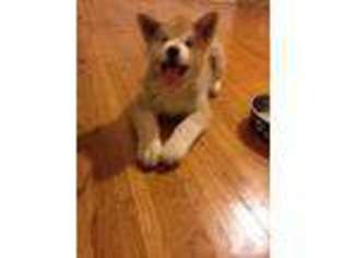 Akita Puppy for sale in CITY OF INDUSTRY, CA, USA