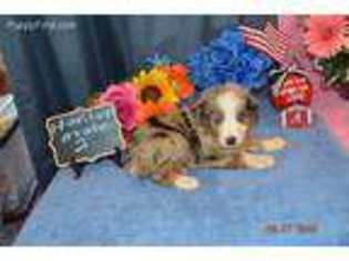 Miniature Australian Shepherd Puppy for sale in Sweet Water, AL, USA
