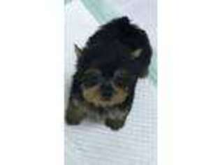 Yorkshire Terrier Puppy for sale in Silsbee, TX, USA