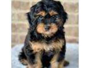Cavapoo Puppy for sale in Rickman, TN, USA