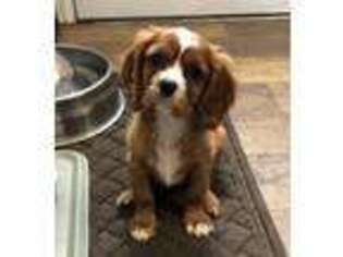 Cavalier King Charles Spaniel Puppy for sale in Cheyenne, WY, USA