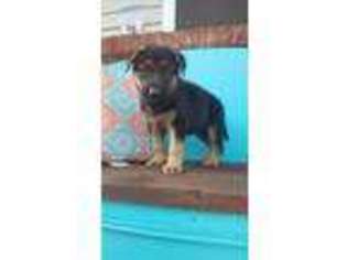 German Shepherd Dog Puppy for sale in Ronks, PA, USA