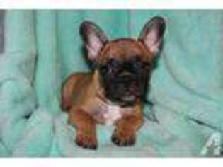 French Bulldog Puppy for sale in PLEASANTON, CA, USA