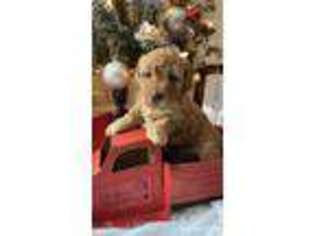 Goldendoodle Puppy for sale in Lake Jackson, TX, USA