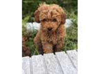Medium Photo #1 Goldendoodle Puppy For Sale in Dallas, TX, USA