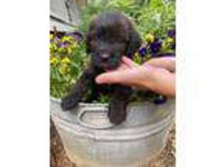 Labradoodle Puppy for sale in Prospect, VA, USA