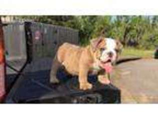 Bulldog Puppy for sale in Daphne, AL, USA