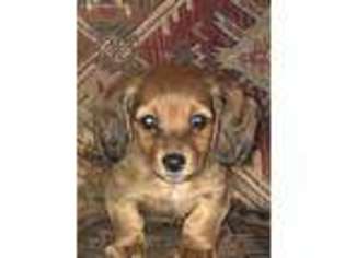 Dachshund Puppy for sale in Guymon, OK, USA