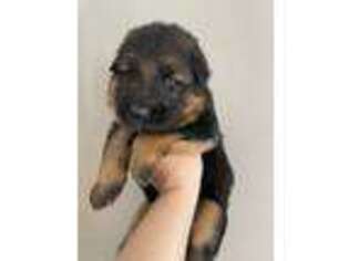 German Shepherd Dog Puppy for sale in Buford, GA, USA