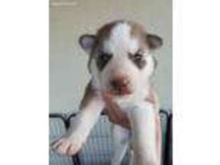 Siberian Husky Puppy for sale in Mascotte, FL, USA