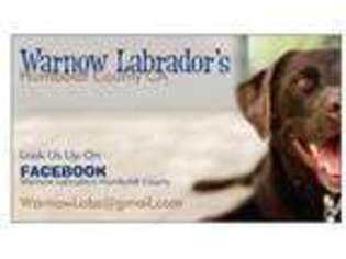 Labrador Retriever Puppy for sale in FORTUNA, CA, USA
