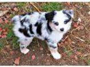 Miniature Australian Shepherd Puppy for sale in Richmond, IN, USA
