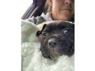 Cane Corso Puppy for sale in Clarington, OH, USA