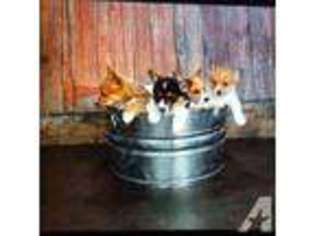 Pembroke Welsh Corgi Puppy for sale in TENINO, WA, USA