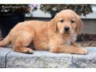 Golden Retriever Puppy for sale in Allenwood, PA, USA