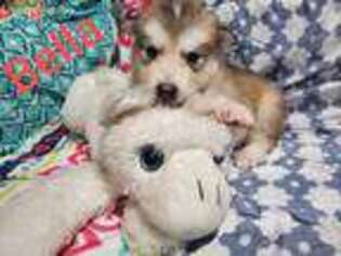 Alaskan Malamute Puppy for sale in Sicklerville, NJ, USA