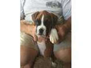 Boxer Puppy for sale in Adrian, MI, USA