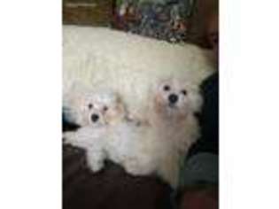 Coton de Tulear Puppy for sale in Kirkville, NY, USA
