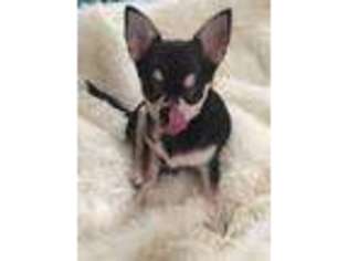 Chihuahua Puppy for sale in Middletown, NJ, USA