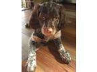 Brittany Puppy for sale in Hunlock Creek, PA, USA