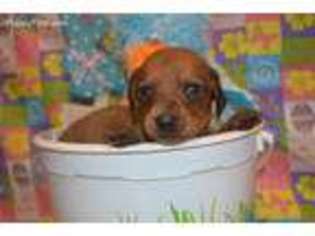 Dachshund Puppy for sale in Sylvia, KS, USA