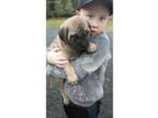 Bullmastiff Puppy for sale in Cottage Grove, OR, USA