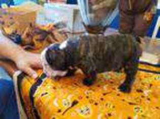Bulldog Puppy for sale in OZARK, AR, USA