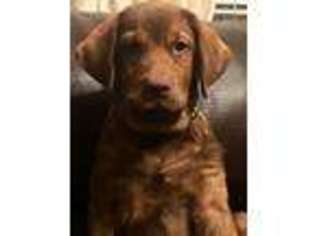 Chesapeake Bay Retriever Puppy for sale in Charleston, AR, USA