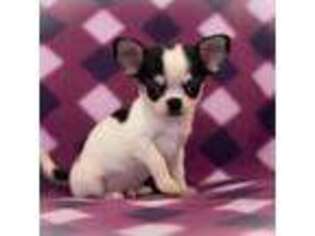 Chihuahua Puppy for sale in Saint Louis, MO, USA