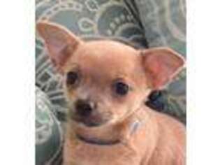 Chihuahua Puppy for sale in East Lyme, CT, USA