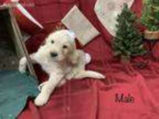 Goldendoodle Puppy for sale in Keota, IA, USA