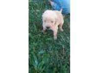 Golden Retriever Puppy for sale in Fort Recovery, OH, USA