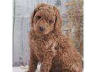 Goldendoodle Puppy for sale in Boston, MA, USA