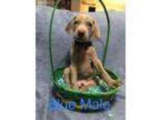 Weimaraner Puppy for sale in Jefferson City, TN, USA