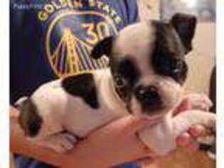 Boston Terrier Puppy for sale in Danville, IL, USA