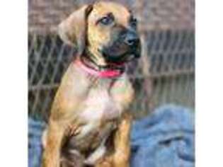 Rhodesian Ridgeback Puppy for sale in Pittsburgh, PA, USA