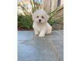 Bichon Frise Puppy for sale in Fremont, CA, USA