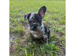 French Bulldog Puppy for sale in Grawn, MI, USA
